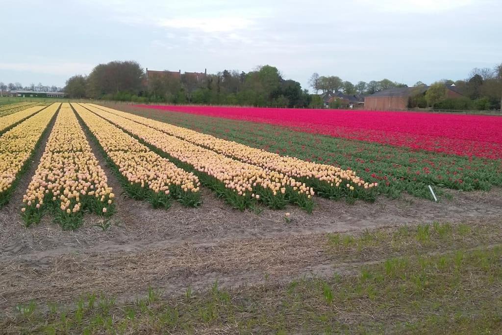 Cottage Egmond-Binnen Met Besloten Tuin Bagian luar foto
