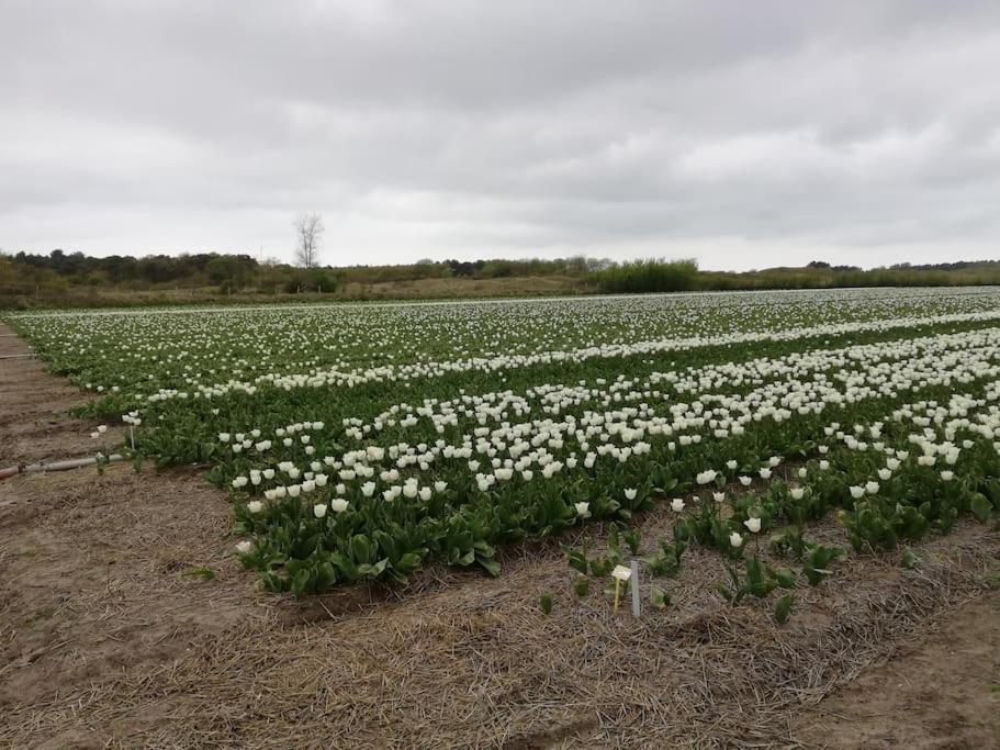 Cottage Egmond-Binnen Met Besloten Tuin Bagian luar foto